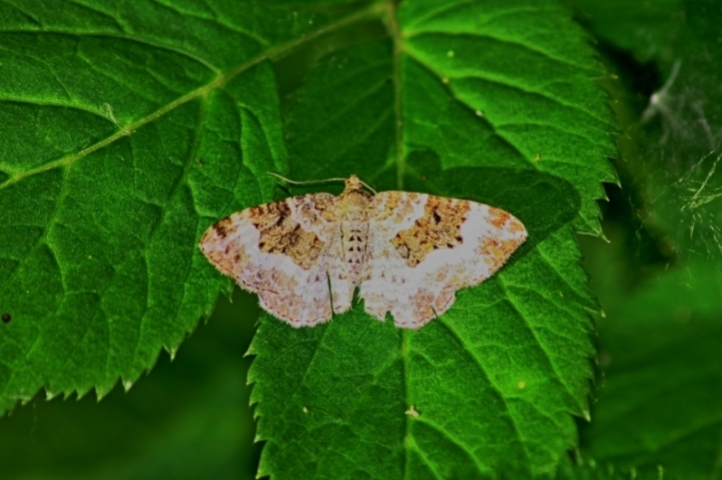 Geometridae 3 ?